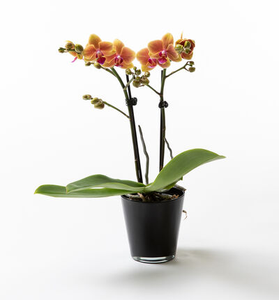 Gyllen midi orkidé i sort potte